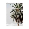 Picture of Canary Palm _GroupedProduct_Rectangle_Portrait_Photography _GroupedProduct_Rectangle_Portrait_Canvas_Framed_