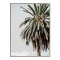 Picture of Canary Palm _GroupedProduct_Rectangle_Portrait_Photography _GroupedProduct_Rectangle_Portrait_Canvas_Framed_