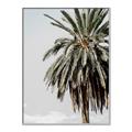 Picture of Canary Palm _GroupedProduct_Rectangle_Portrait_Photography _GroupedProduct_Rectangle_Portrait_Canvas_Framed_