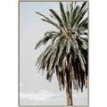 Picture of Canary Palm _GroupedProduct_Rectangle_Portrait_Photography _GroupedProduct_Rectangle_Portrait_Canvas_Framed_
