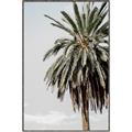 Picture of Canary Palm _GroupedProduct_Rectangle_Portrait_Photography _GroupedProduct_Rectangle_Portrait_Canvas_Framed_