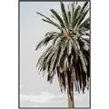 Picture of Canary Palm _GroupedProduct_Rectangle_Portrait_Photography _GroupedProduct_Rectangle_Portrait_Canvas_Framed_