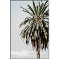 Picture of Canary Palm _GroupedProduct_Rectangle_Portrait_Photography _GroupedProduct_Rectangle_Portrait_Canvas_Framed_