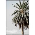 Picture of Canary Palm _GroupedProduct_Rectangle_Portrait_Photography _GroupedProduct_Rectangle_Portrait_Canvas_Framed_