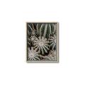 Picture of Cactus Zone _GroupedProduct_Rectangle_Portrait_Photography _GroupedProduct_Rectangle_Portrait_Canvas_Framed_