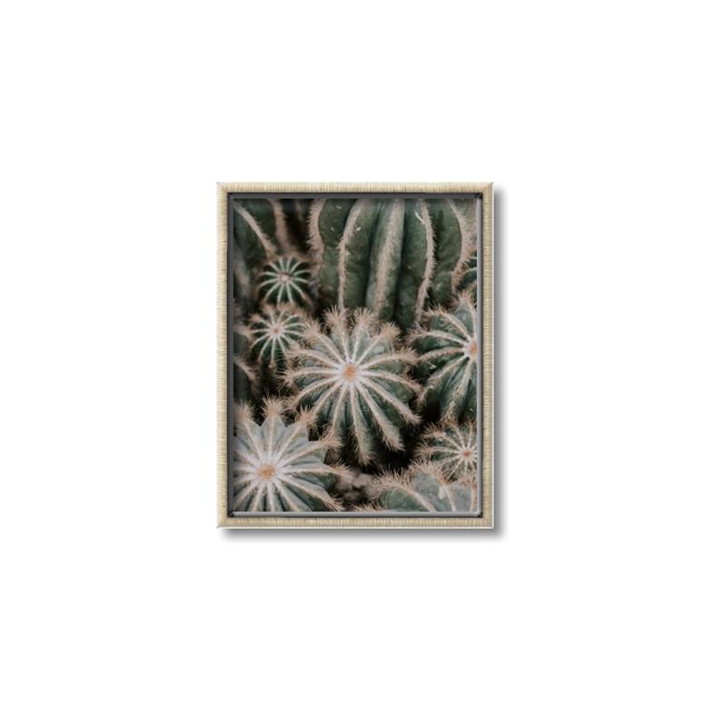 Picture of Cactus Zone _GroupedProduct_Rectangle_Portrait_Photography _GroupedProduct_Rectangle_Portrait_Canvas_Framed_