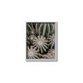 Picture of Cactus Zone _GroupedProduct_Rectangle_Portrait_Photography _GroupedProduct_Rectangle_Portrait_Canvas_Framed_