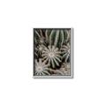 Picture of Cactus Zone _GroupedProduct_Rectangle_Portrait_Photography _GroupedProduct_Rectangle_Portrait_Canvas_Framed_