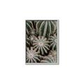 Picture of Cactus Zone _GroupedProduct_Rectangle_Portrait_Photography _GroupedProduct_Rectangle_Portrait_Canvas_Framed_
