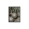Picture of Cactus Zone _GroupedProduct_Rectangle_Portrait_Photography _GroupedProduct_Rectangle_Portrait_Canvas_Framed_