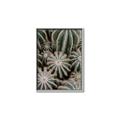 Picture of Cactus Zone _GroupedProduct_Rectangle_Portrait_Photography _GroupedProduct_Rectangle_Portrait_Canvas_Framed_
