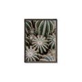 Picture of Cactus Zone _GroupedProduct_Rectangle_Portrait_Photography _GroupedProduct_Rectangle_Portrait_Canvas_Framed_