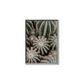 Picture of Cactus Zone _GroupedProduct_Rectangle_Portrait_Photography _GroupedProduct_Rectangle_Portrait_Canvas_Framed_