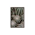 Picture of Cactus Zone _GroupedProduct_Rectangle_Portrait_Photography _GroupedProduct_Rectangle_Portrait_Canvas_Framed_