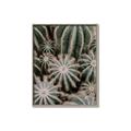 Picture of Cactus Zone _GroupedProduct_Rectangle_Portrait_Photography _GroupedProduct_Rectangle_Portrait_Canvas_Framed_