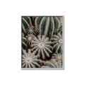Picture of Cactus Zone _GroupedProduct_Rectangle_Portrait_Photography _GroupedProduct_Rectangle_Portrait_Canvas_Framed_