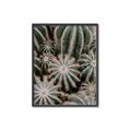 Picture of Cactus Zone _GroupedProduct_Rectangle_Portrait_Photography _GroupedProduct_Rectangle_Portrait_Canvas_Framed_