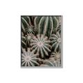 Picture of Cactus Zone _GroupedProduct_Rectangle_Portrait_Photography _GroupedProduct_Rectangle_Portrait_Canvas_Framed_