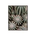 Picture of Cactus Zone _GroupedProduct_Rectangle_Portrait_Photography _GroupedProduct_Rectangle_Portrait_Canvas_Framed_
