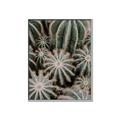 Picture of Cactus Zone _GroupedProduct_Rectangle_Portrait_Photography _GroupedProduct_Rectangle_Portrait_Canvas_Framed_