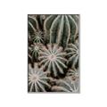 Picture of Cactus Zone _GroupedProduct_Rectangle_Portrait_Photography _GroupedProduct_Rectangle_Portrait_Canvas_Framed_