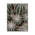 Picture of Cactus Zone _GroupedProduct_Rectangle_Portrait_Photography _GroupedProduct_Rectangle_Portrait_Canvas_Framed_