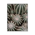Picture of Cactus Zone _GroupedProduct_Rectangle_Portrait_Photography _GroupedProduct_Rectangle_Portrait_Canvas_Framed_