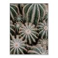 Picture of Cactus Zone _GroupedProduct_Rectangle_Portrait_Photography _GroupedProduct_Rectangle_Portrait_Canvas_Framed_