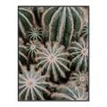 Picture of Cactus Zone _GroupedProduct_Rectangle_Portrait_Photography _GroupedProduct_Rectangle_Portrait_Canvas_Framed_