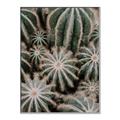 Picture of Cactus Zone _GroupedProduct_Rectangle_Portrait_Photography _GroupedProduct_Rectangle_Portrait_Canvas_Framed_