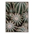 Picture of Cactus Zone _GroupedProduct_Rectangle_Portrait_Photography _GroupedProduct_Rectangle_Portrait_Canvas_Framed_