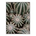 Picture of Cactus Zone _GroupedProduct_Rectangle_Portrait_Photography _GroupedProduct_Rectangle_Portrait_Canvas_Framed_