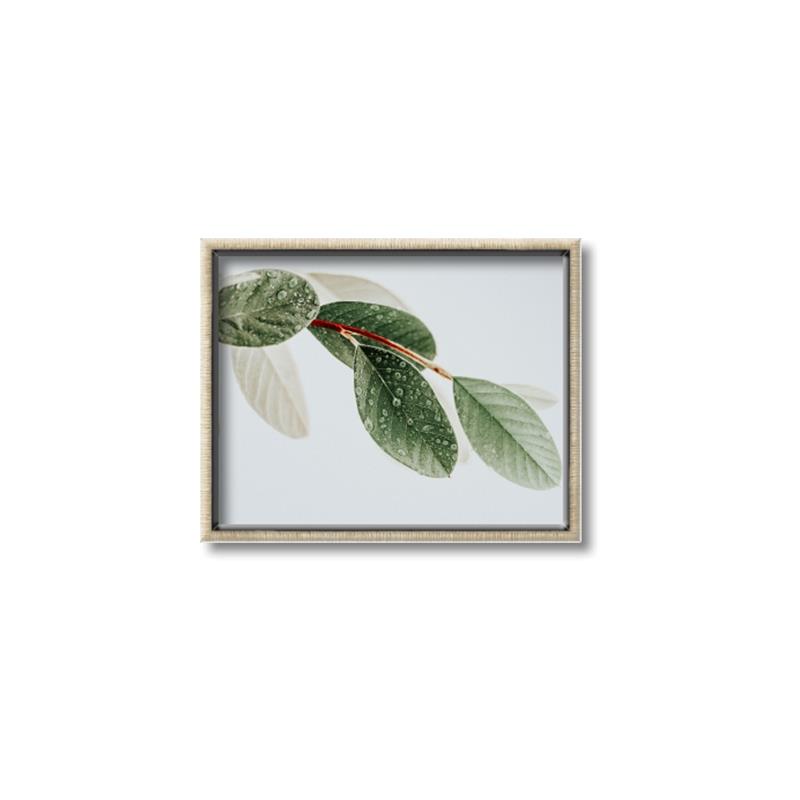 Picture of Spring Dew Leaves _GroupedProduct_Rectangle_Landscape_Photography _GroupedProduct_Rectangle_Landscape_Canvas_Framed_