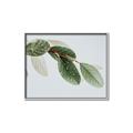 Picture of Spring Dew Leaves _GroupedProduct_Rectangle_Landscape_Photography _GroupedProduct_Rectangle_Landscape_Canvas_Framed_