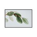 Picture of Spring Dew Leaves _GroupedProduct_Rectangle_Landscape_Photography _GroupedProduct_Rectangle_Landscape_Canvas_Framed_