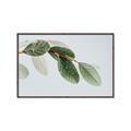 Picture of Spring Dew Leaves _GroupedProduct_Rectangle_Landscape_Photography _GroupedProduct_Rectangle_Landscape_Canvas_Framed_