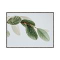 Picture of Spring Dew Leaves _GroupedProduct_Rectangle_Landscape_Photography _GroupedProduct_Rectangle_Landscape_Canvas_Framed_