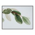 Picture of Spring Dew Leaves _GroupedProduct_Rectangle_Landscape_Photography _GroupedProduct_Rectangle_Landscape_Canvas_Framed_