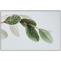 Picture of Spring Dew Leaves _GroupedProduct_Rectangle_Landscape_Photography _GroupedProduct_Rectangle_Landscape_Canvas_Framed_