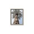 Picture of Palm Perfection _GroupedProduct_Rectangle_Portrait_Photography _GroupedProduct_Rectangle_Portrait_Canvas_Framed_