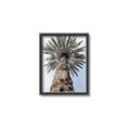 Picture of Palm Perfection _GroupedProduct_Rectangle_Portrait_Photography _GroupedProduct_Rectangle_Portrait_Canvas_Framed_