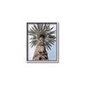 Picture of Palm Perfection _GroupedProduct_Rectangle_Portrait_Photography _GroupedProduct_Rectangle_Portrait_Canvas_Framed_