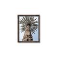 Picture of Palm Perfection _GroupedProduct_Rectangle_Portrait_Photography _GroupedProduct_Rectangle_Portrait_Canvas_Framed_