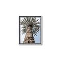 Picture of Palm Perfection _GroupedProduct_Rectangle_Portrait_Photography _GroupedProduct_Rectangle_Portrait_Canvas_Framed_