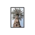 Picture of Palm Perfection _GroupedProduct_Rectangle_Portrait_Photography _GroupedProduct_Rectangle_Portrait_Canvas_Framed_