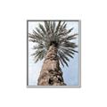 Picture of Palm Perfection _GroupedProduct_Rectangle_Portrait_Photography _GroupedProduct_Rectangle_Portrait_Canvas_Framed_