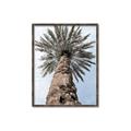 Picture of Palm Perfection _GroupedProduct_Rectangle_Portrait_Photography _GroupedProduct_Rectangle_Portrait_Canvas_Framed_