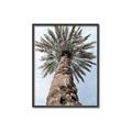Picture of Palm Perfection _GroupedProduct_Rectangle_Portrait_Photography _GroupedProduct_Rectangle_Portrait_Canvas_Framed_