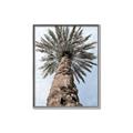 Picture of Palm Perfection _GroupedProduct_Rectangle_Portrait_Photography _GroupedProduct_Rectangle_Portrait_Canvas_Framed_