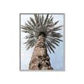 Picture of Palm Perfection _GroupedProduct_Rectangle_Portrait_Photography _GroupedProduct_Rectangle_Portrait_Canvas_Framed_